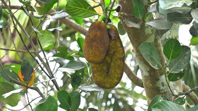 Jackfruit Hanging on Tree in Tropical Garden Natural Fruit Concept. Fresh Jackfruit Farming Concept.