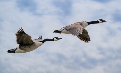 canadian geese in flight © Josh