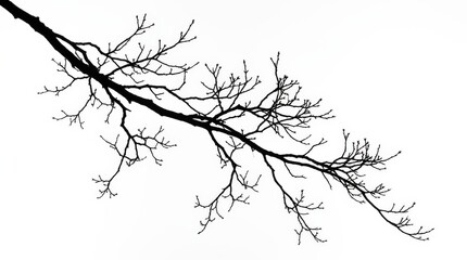Obraz premium A ghostly bare tree branch crossing diagonally across a completely white seamless background, rendered as a perfect matte-black silhouette with every smallest twig and ramification captured with