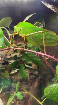 Green grasshopper camouflaged on a branch