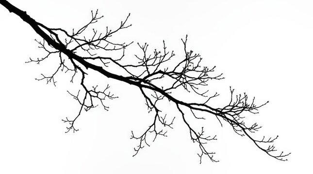A ghostly bare tree branch crossing diagonally across a completely white seamless background, rendered as a perfect matte-black silhouette with every smallest twig and ramification captured with