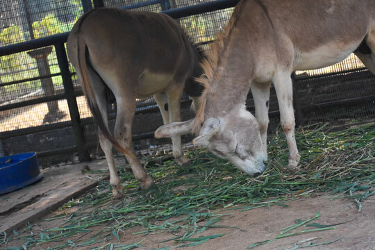 Somali wild asses (Equus africanus somaliensis) in the Dehiwala Zoo (National Zoological Gardens of Sri Lanka, Dehiwala Zoological Gardens), Dehiwala, Sri Lanka.