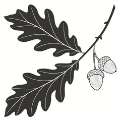 Oak leaf branch with acorns on white background nature © Khaja