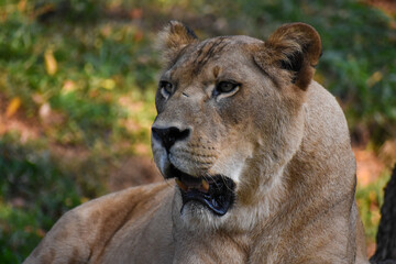 Obraz premium Lioness (Panthera leo, Female lion) in the Dehiwala Zoo (National Zoological Gardens of Sri Lanka, Dehiwala Zoological Gardens), Dehiwala, Sri Lanka.
