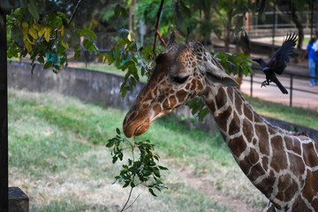 Giraffe (genus Giraffa) in the Dehiwala Zoo (National Zoological Gardens of Sri Lanka, Dehiwala Zoological Gardens), Dehiwala, Sri Lanka. © nuwangarajapaksha