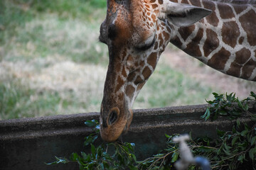 Giraffe (genus Giraffa) in the Dehiwala Zoo (National Zoological Gardens of Sri Lanka, Dehiwala Zoological Gardens), Dehiwala, Sri Lanka. © nuwangarajapaksha