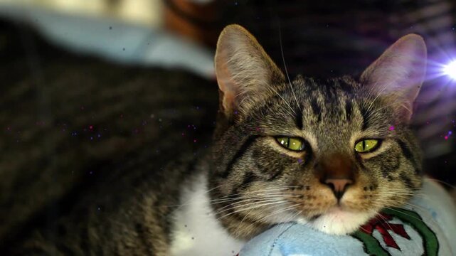 Tabby cat resting on blue cushion lens flare rising causing head lifting and eyes focusing petcare