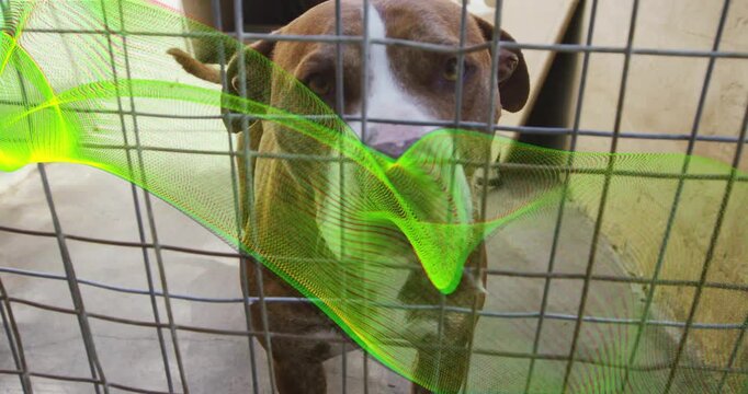 Brown-white dog moving closer to metal grid in shelter, green ribbon passing, causing dog sniffing