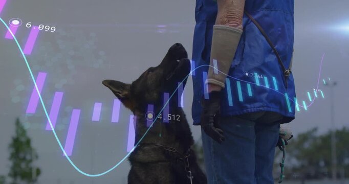 Trainer holding leash, sleeve cueing dog moving, sitting in training with candle trend numbers