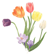 Fototapeta premium Watercolor spring colorful flower bouquet with tulip, narcissus and crocus. Hand drawn illustration for banners, posters, greeting cards, mugs