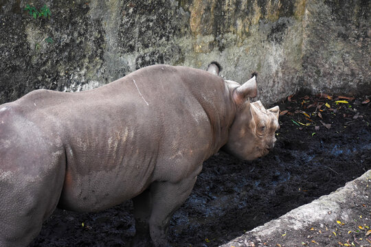 Black rhinoceros (Diceros bicornis) in the Dehiwala Zoo (National Zoological Gardens of Sri Lanka, Dehiwala Zoological Gardens), Dehiwala, Sri Lanka.