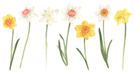 Watercolor spring yellow and white narcissus flower field set. Hand drawn illustration for banners, posters, greeting cards, mugs © Lidiia Chupryna