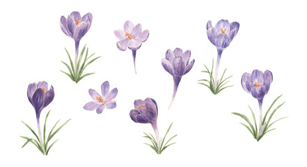 Watercolor spring purple crocus flower bouquet. Hand drawn illustration for banners, posters, greeting cards, mugs © Lidiia Chupryna