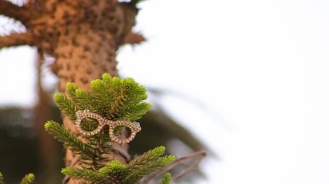 Miniature glasses perched on a Norfolk Island pine branch with a blurred background at a medium shot