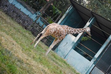 Giraffe (genus Giraffa) in the Dehiwala Zoo (National Zoological Gardens of Sri Lanka, Dehiwala Zoological Gardens), Dehiwala, Sri Lanka. © nuwangarajapaksha