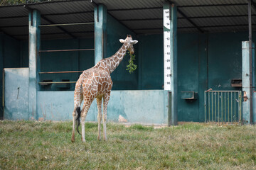 Giraffe (genus Giraffa) in the Dehiwala Zoo (National Zoological Gardens of Sri Lanka, Dehiwala Zoological Gardens), Dehiwala, Sri Lanka. © nuwangarajapaksha