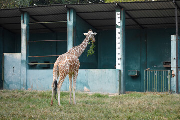 Giraffe (genus Giraffa) in the Dehiwala Zoo (National Zoological Gardens of Sri Lanka, Dehiwala Zoological Gardens), Dehiwala, Sri Lanka. © nuwangarajapaksha