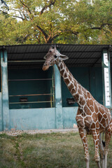 Giraffe (genus Giraffa) in the Dehiwala Zoo (National Zoological Gardens of Sri Lanka, Dehiwala Zoological Gardens), Dehiwala, Sri Lanka. © nuwangarajapaksha