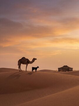 Desert Landscape with Goat and Camel for Eid ul Adha Theme, desert, camel, goat, eid ul adha, bakra eid, sand dunes, sunset, warm tones, islamic theme, arabic culture, nature,