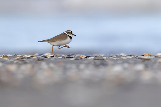 Little Ringed Plover (Charadrius dubius) walking on a sandy beach with shells.