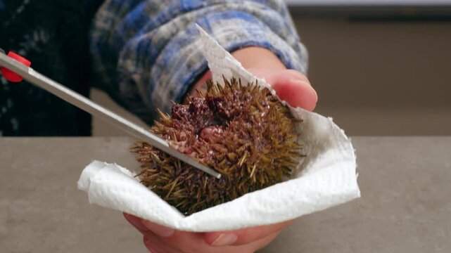 Seafood Closeup view of fresh sea urchins, Pseudechinus magellanicus, in a white bowl. Chef opening japanese uni, raw bar crudo delicatessen 