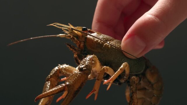 European crayfish Astacus astacus river seafood freshwater crustacean, noble crayfish, or broad-fingered crayfish, traditional food source.