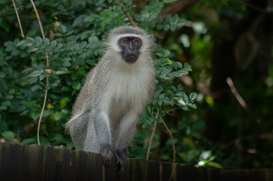 Male vervet monkey portrait, sitting on a fence, South Africa