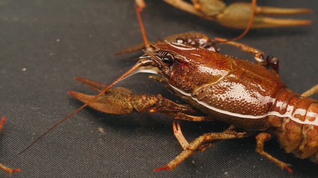 European crayfish Astacus astacus river seafood freshwater crustacean, noble crayfish, or broad-fingered crayfish, traditional food source.