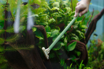 Obraz premium Hand cleaning planted aquarium during maintenance routine