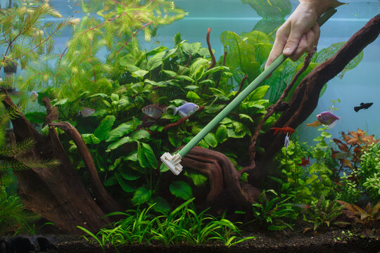 Person cleaning planted freshwater aquarium providing fish care