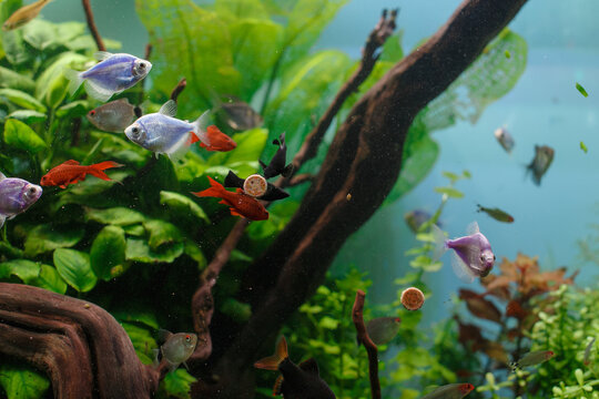 Aquarium fish swimming eating food pellets