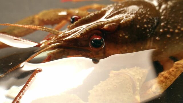 European crayfish Astacus astacus river seafood freshwater crustacean, noble crayfish, or broad-fingered crayfish, traditional food source.