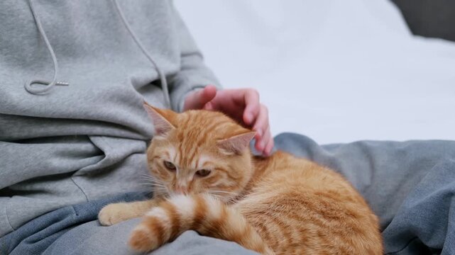 Ginger cat lying on the guy's legs