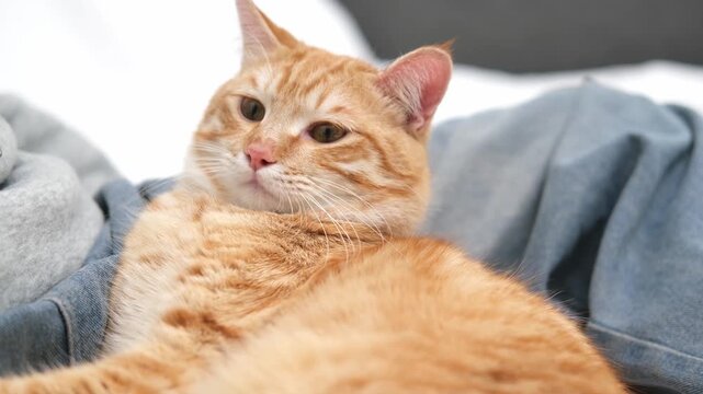 Ginger cat lying on the guy's legs