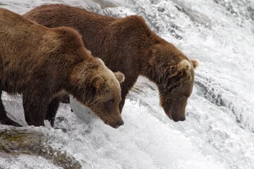 brown bear in the forest, Katmai NP, Alaska © Soldo76