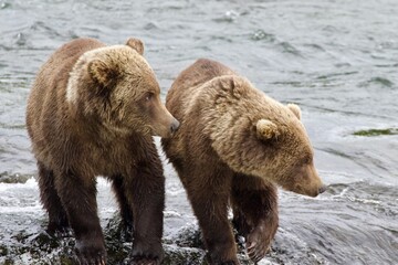 brown bear cubs, Brooks falla,Alaska  © Soldo76