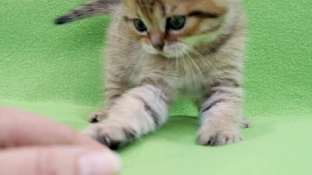 Playful golden tabby scottish fold kitten pounces and bats at human fingers on bright green fleece background during interactive indoor training session.