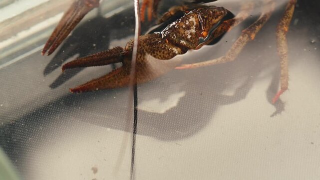 European crayfish Astacus astacus river seafood freshwater crustacean, noble crayfish, or broad-fingered crayfish, traditional food source.