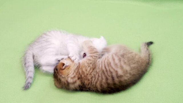 Two tiny fluffy Scottish Fold kittens silver and golden tabby colors playfully wrestle biting each other on soft light green fabric background.