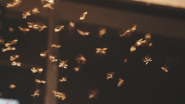 Abstract and magical image of flying moths.