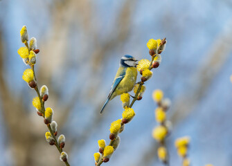 A blue tit sits on a willow tree branch with yellow fluffy buds and sings in a spring park © nataba
