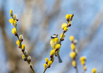 A blue tit bird sits on a willow tree branch with yellow fluffy buds in a spring park © nataba