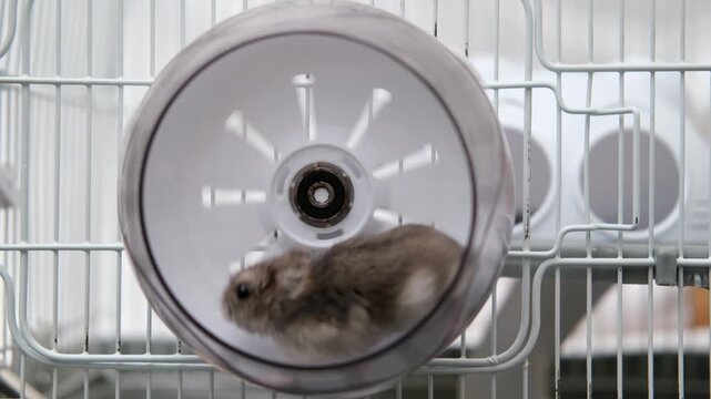Little hamster running in a wheel