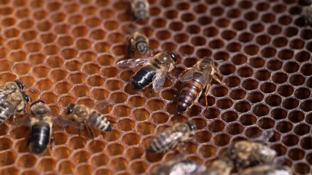 queen bee. Working bees on a honeycomb in a hive located in the apiary
