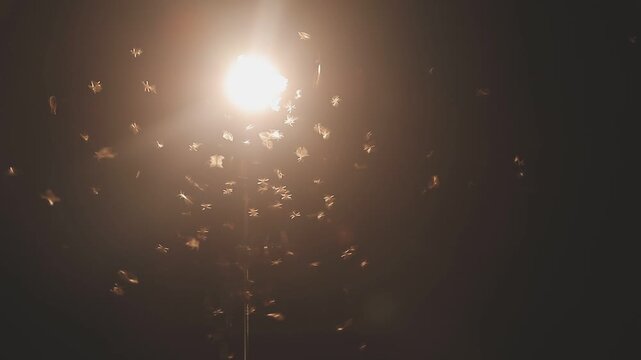 Abstract and magical image of flying moths.