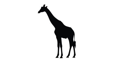 A striking silhouette of a giraffe stands prominently against a plain white backdrop showcasing its long neck high quality professional detailed © Nupur02