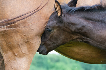 Naklejka premium little black foal of sportive breed feeding his mom at pasture. close up
