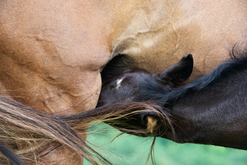 Naklejka premium little black foal of sportive breed feeding his mom at pasture. close up