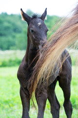 Naklejka premium little black foal of sportive breed with mom at pasture. close up