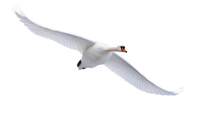 Fototapeta premium Elegant white swan captured mid-flight with fully extended feathered wings and detailed orange beak against a clean background, isolated on transparent background.